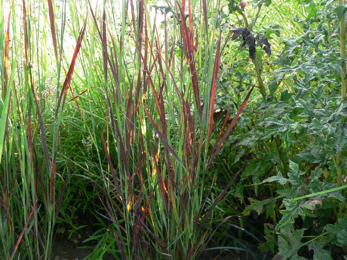 Panicum virgatum ´Heiliger Hain´