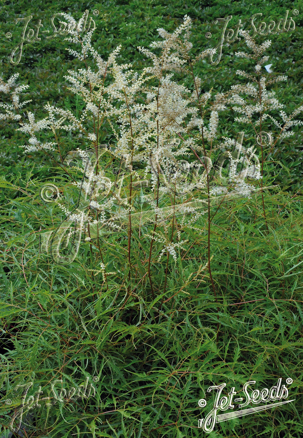 Aruncus dioicus Kneiffii hybr. ´Whirlwind´