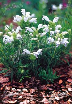 Dracocephalum argunense ´Fuji White´