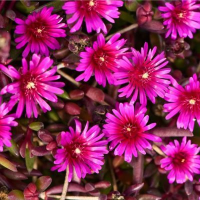Delosperma ´Desert Dancer Purple´