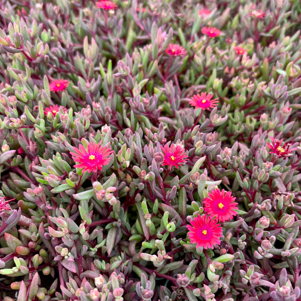 Delosperma ´Desert Dancer Red´
