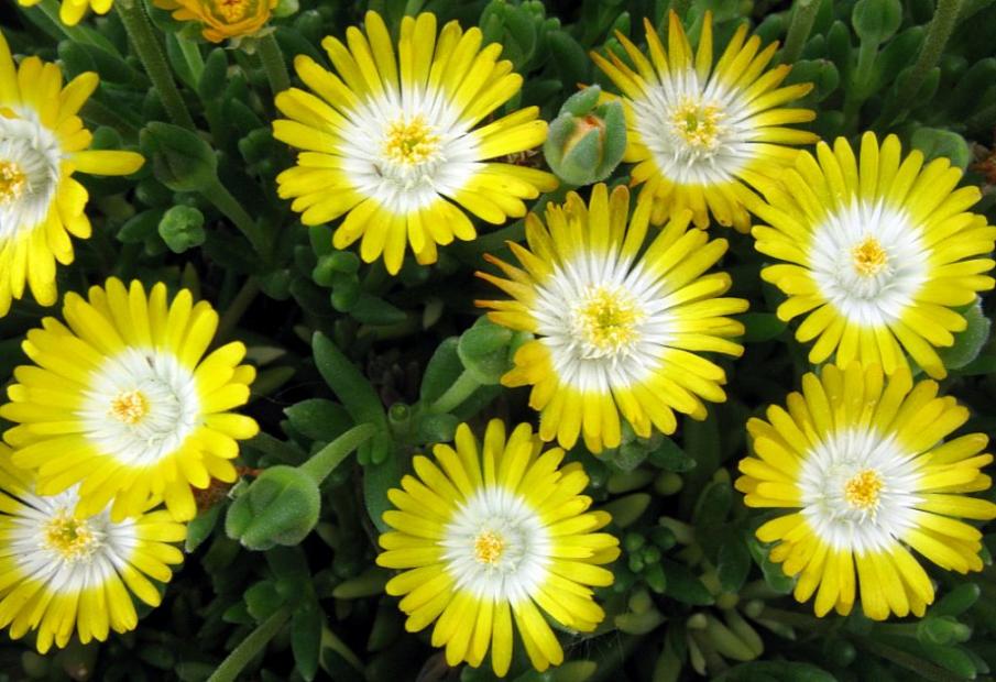 Delosperma ´Jewel of Desert Peridott´