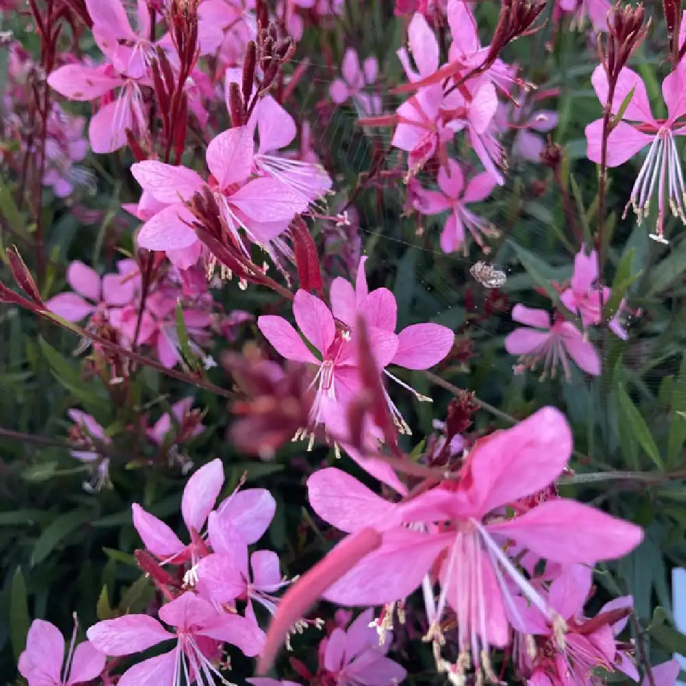 Gaura lindheimeri ´Tutti Frutti´
