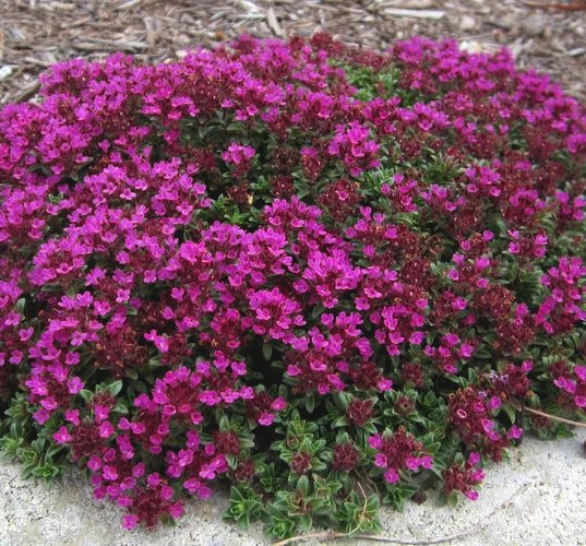 Thymus praecox ´Creeping Red´