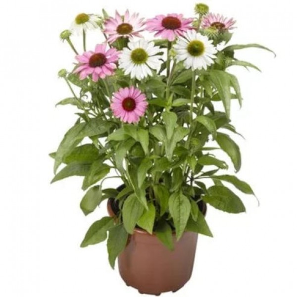 Echinacea ´Splendor Compact Cream Crush´