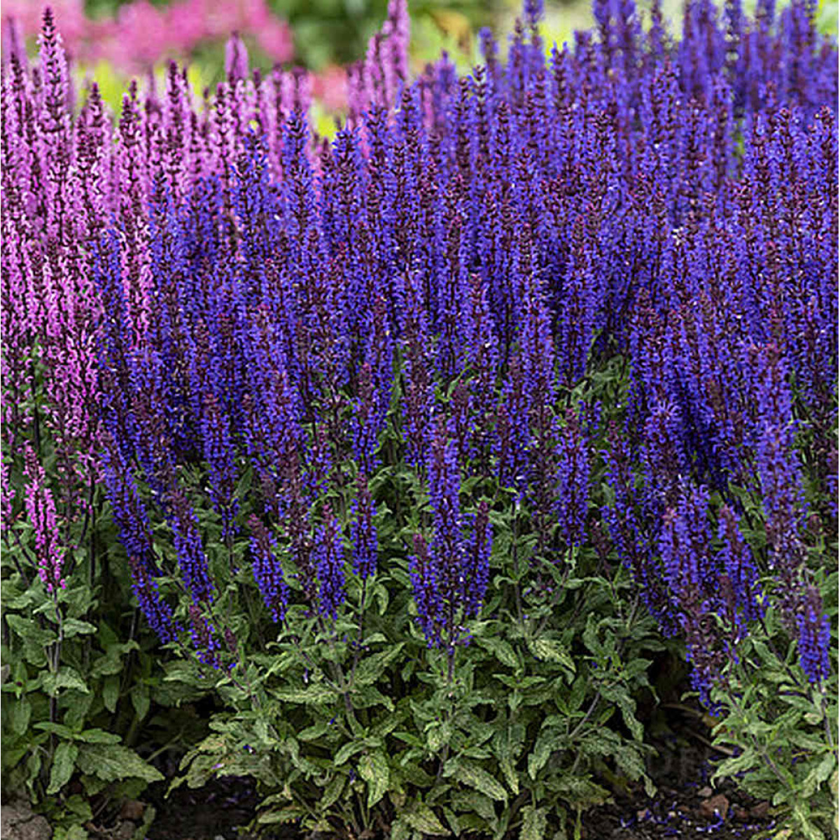 Salvia nemorosa ´Noche´