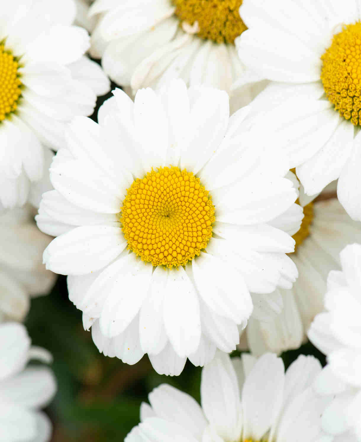 Leucanthemum ´Sweet Daisy± Jane´