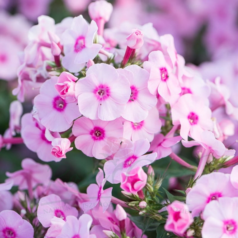 Phlox paniculata ´Flame® Light Pink´