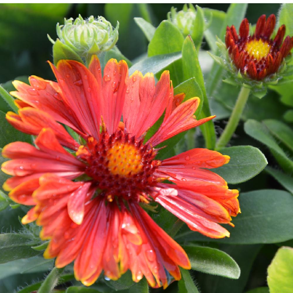 Gaillardia aristata ´SpinTop± Red´
