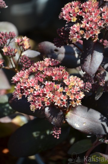 Sedum telephium ´Oriental Dancer´