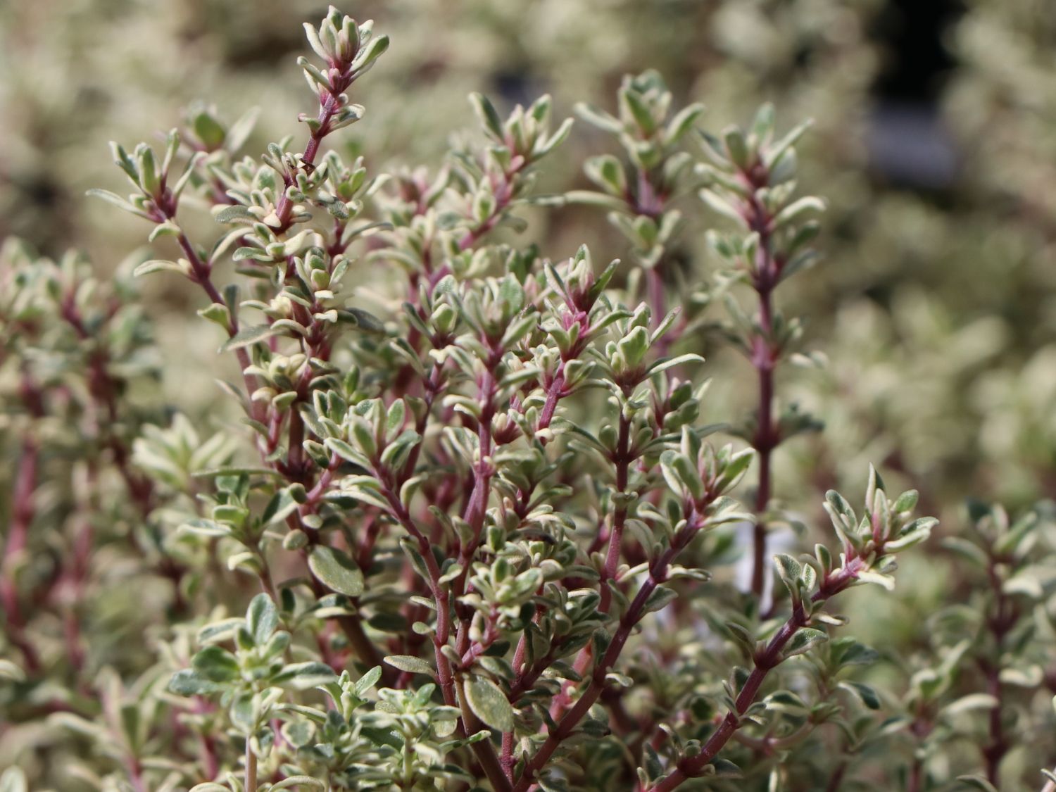 Thymus citriodorus ´Silver Queen´