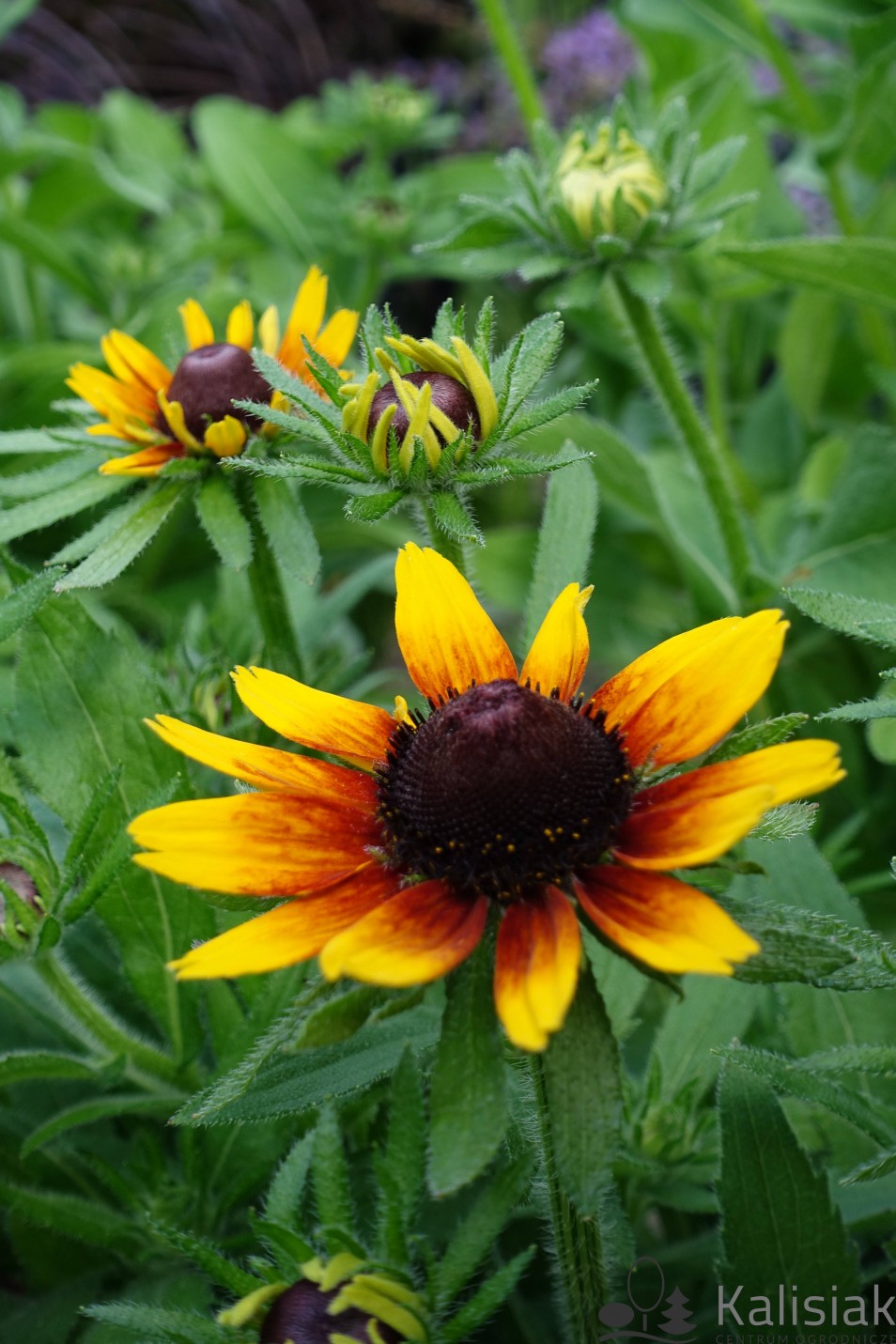 Rudbeckia ´SmileyZ± Star of Life´