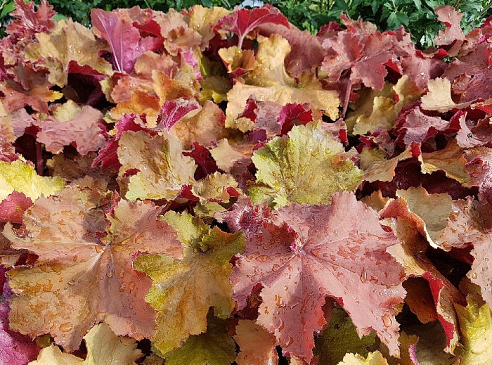Heuchera ´Rex Dark Amber´