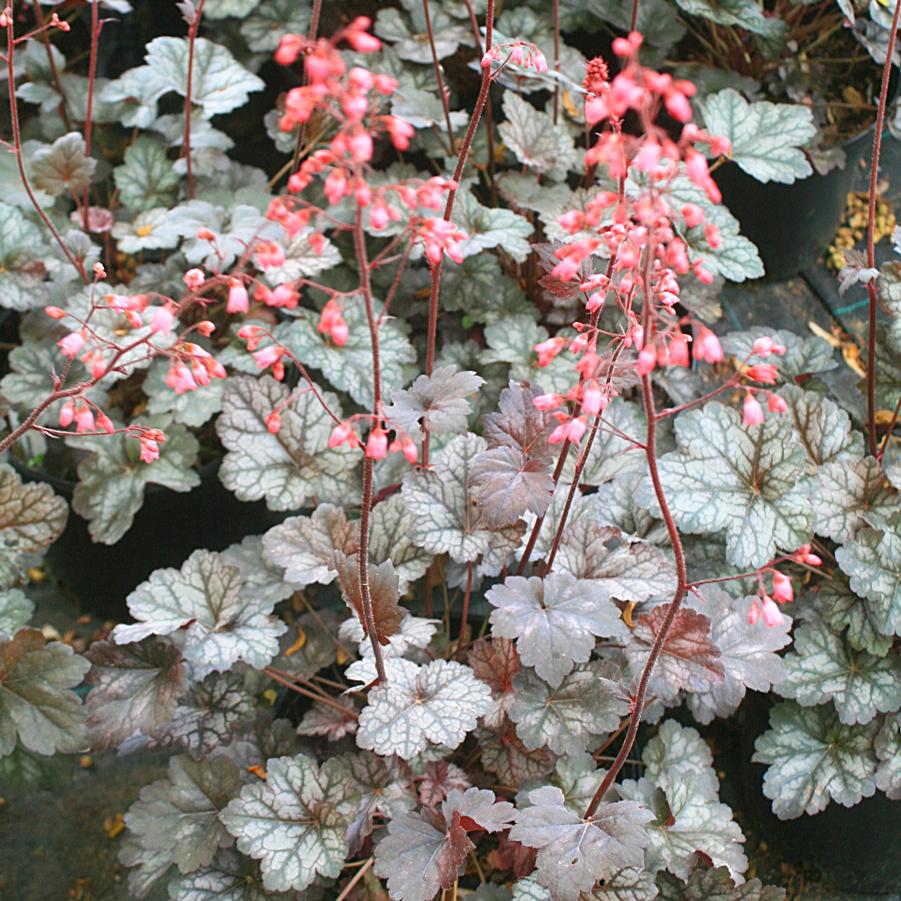 Heuchera ´Glitter´