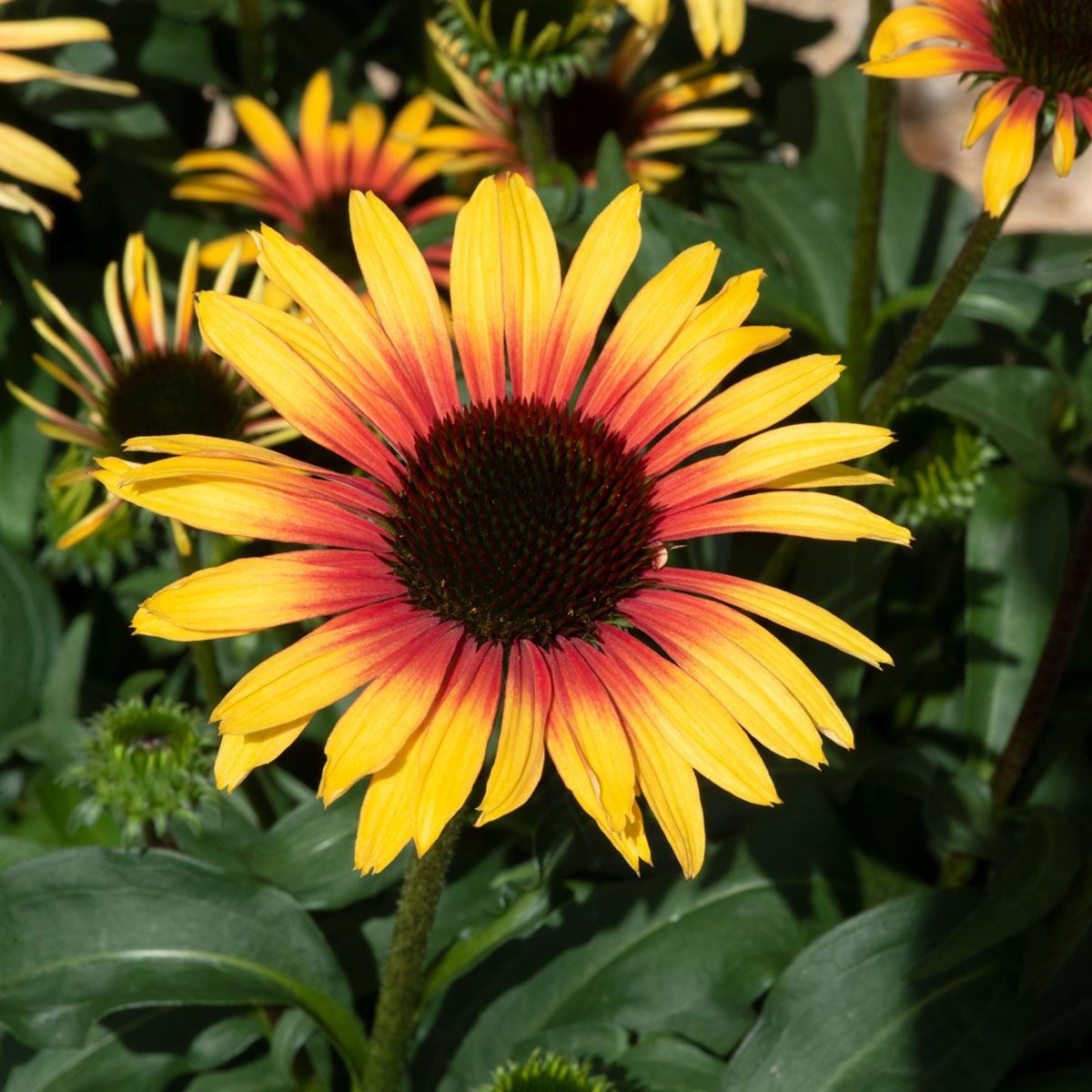Echinacea ´Sombrero® Special Yellow Red´