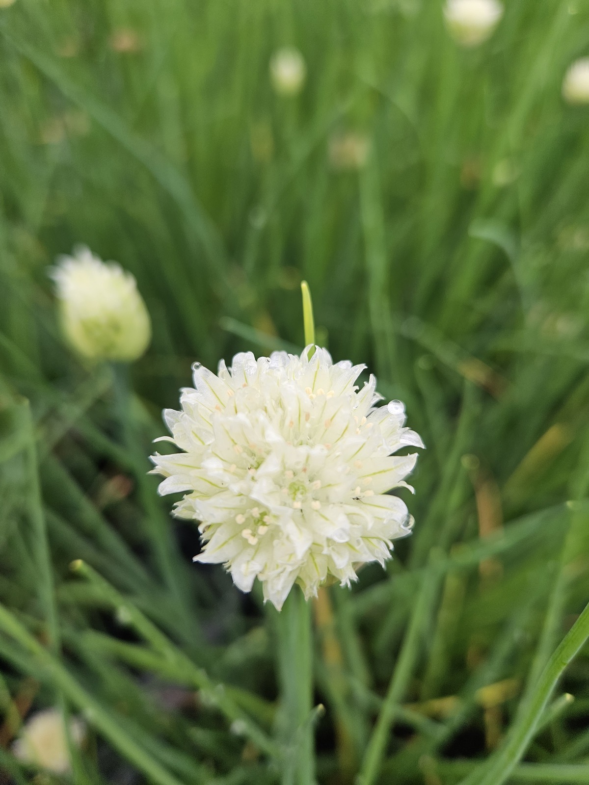 Allium schoenoprasum ´White One´