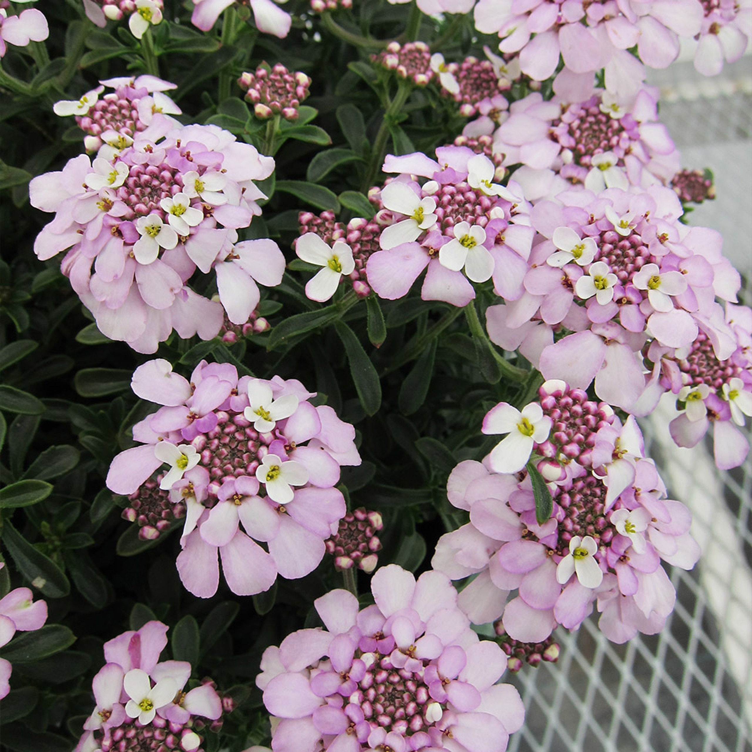 Iberis ´Arielle Pink´