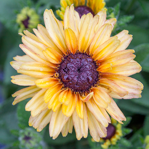 Rudbeckia ´Flamenco® Vanilla´