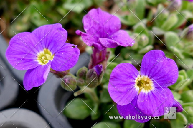Aubrieta ´Glacier Blue´