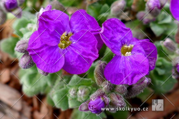 Aubrieta ´Axcent Deep Purple´