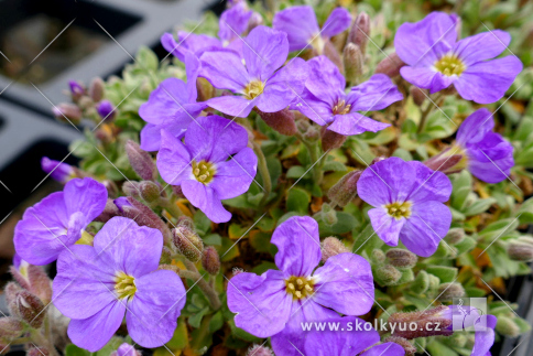 Aubrieta ´Axcent Light Blue´