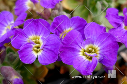 Aubrieta hybrida ´Axcent Violet With Eye´