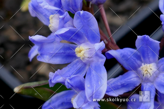 Chionodoxa sardensis