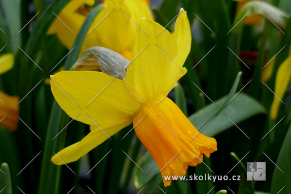 Narcissus ´Jetfire´