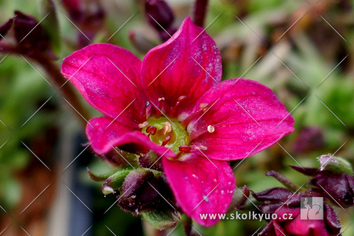 Saxifraga x arendsii ´Alpino Early Carnival´