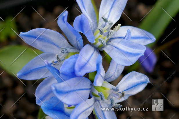 Scilla siberica