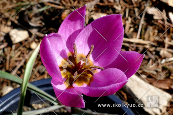 Tulipa humilis ´Helene´