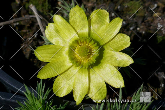 Adonis vernalis