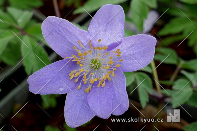 Anemone nemorosa ´Royal Blue´