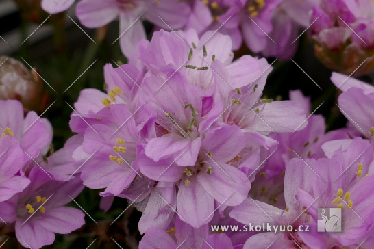 Armeria juniperifolia ´New Zealand Form´