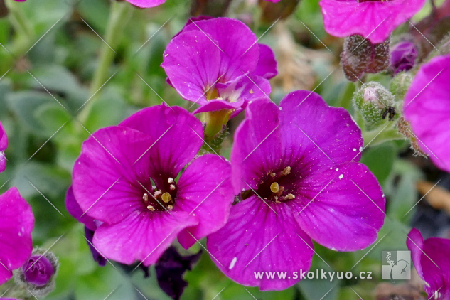 Aubrieta ´Glacier Red´