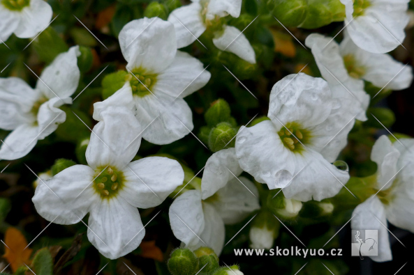 Aubrieta ´Axcent White´