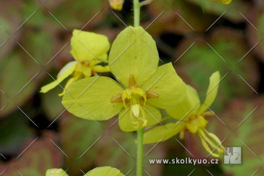 Epimedium perralchicum ´Frohnleiten´