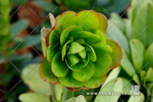 Euphorbia amygdaloides ´Robbiae´