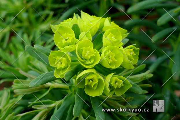 Euphorbia deflexa
