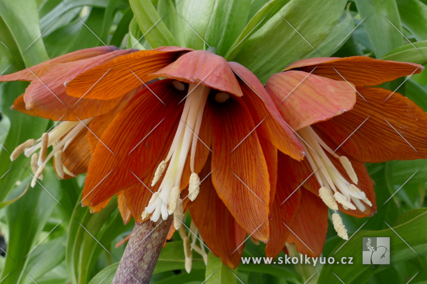Fritillaria imperialis´ Rubra´