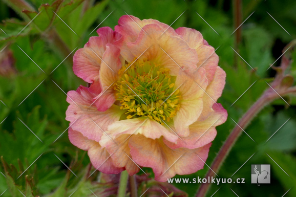 Geum hybridum ´Pretticoats Peach´