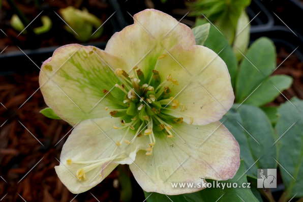Helleborus niger