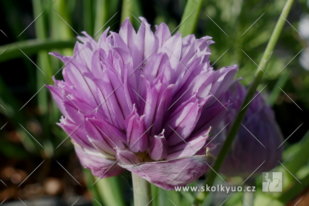 Allium schoenoprasum