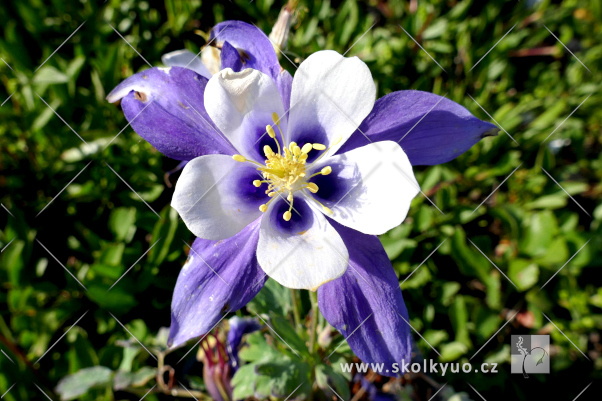 Aquilegia caerulea ´Kirigami Deep Blue / White´