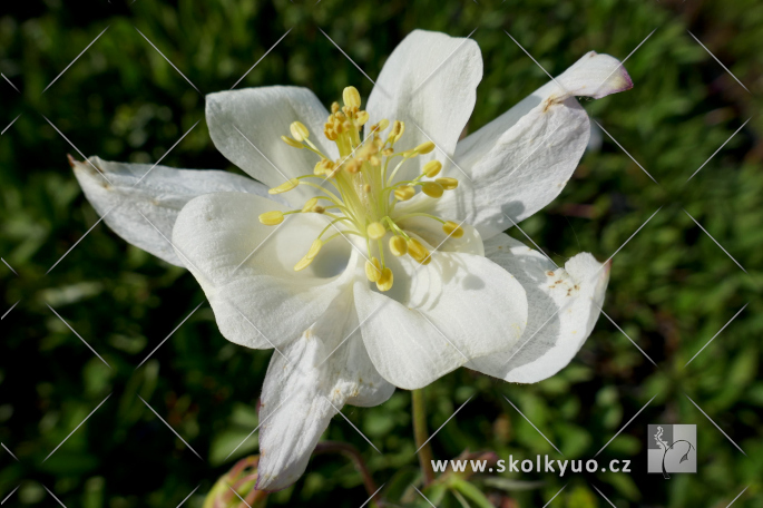 Aquilegia caeruela ´Kristall´