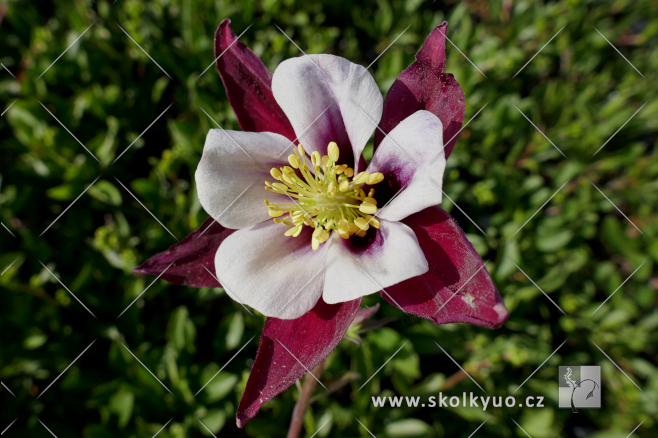 Aquilegia caerulea ´Louisiana´