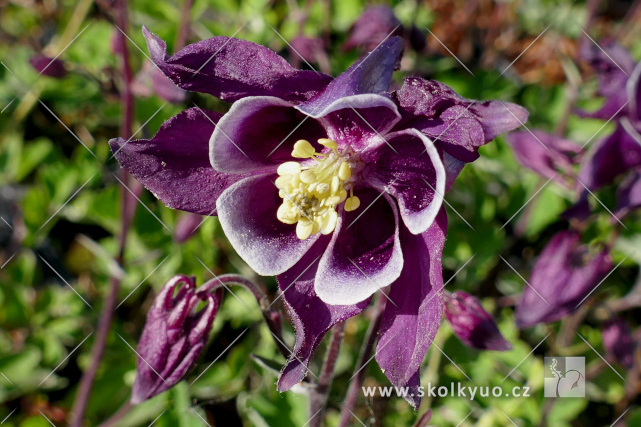 Aquilegia vulgaris ´Winky Purple White´