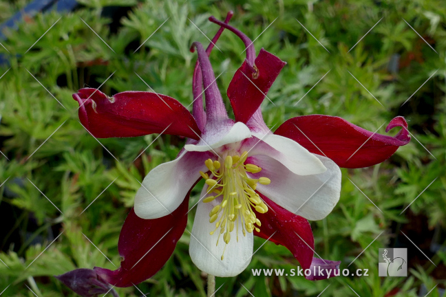 Aquilegia vulgaris ´Crimson Star´