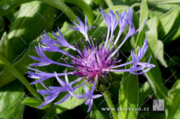 Centaurea montana