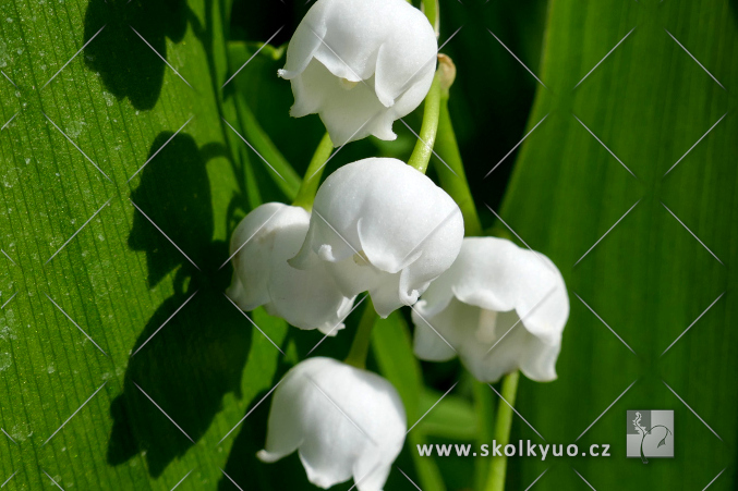 Convallaria majalis